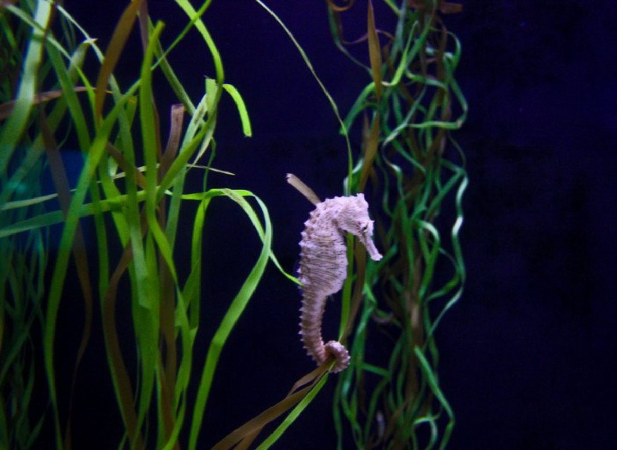 Seahorses are not cheap. 