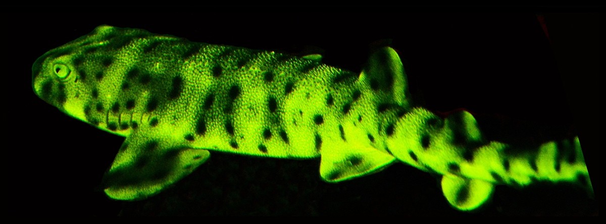 Biofluorescence in a swell shark