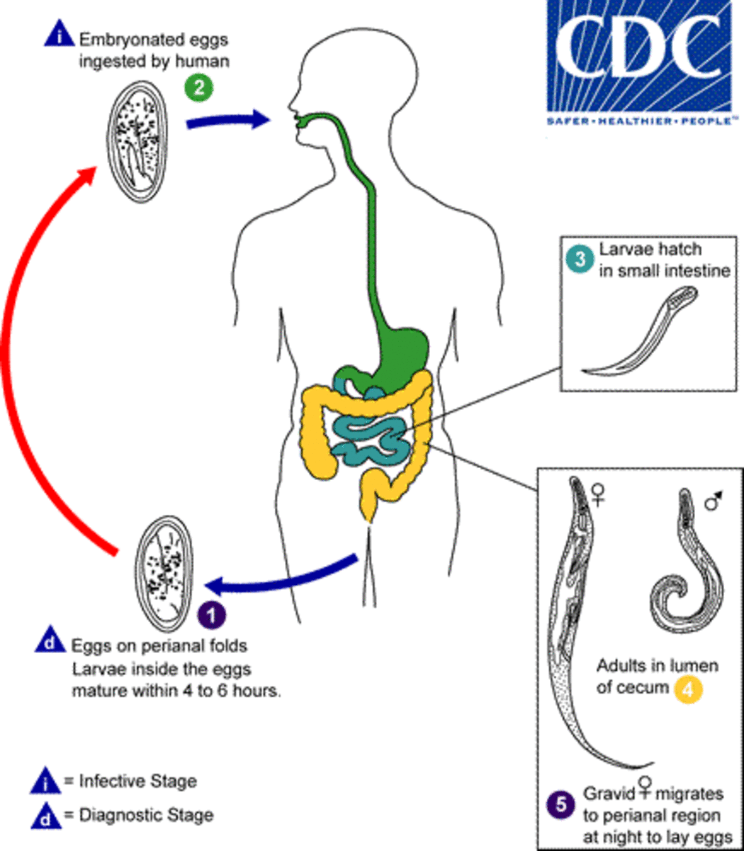 Cycle of Enterobius Vermicularis (Pinworm)