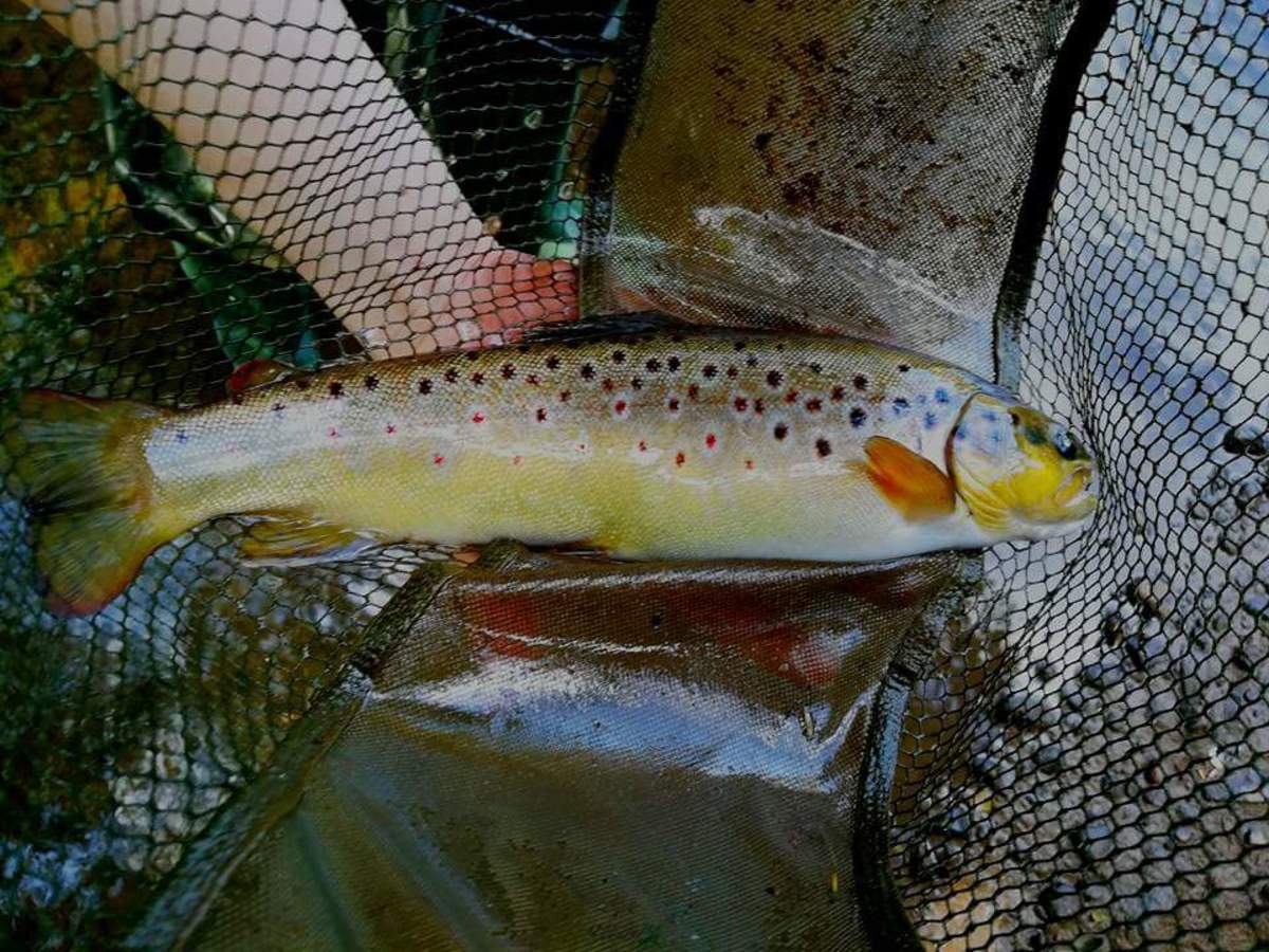 A brute of a brown trout caught by a reader on the River Yarrow in Lancashire in Northwest England. Way to go Christian!