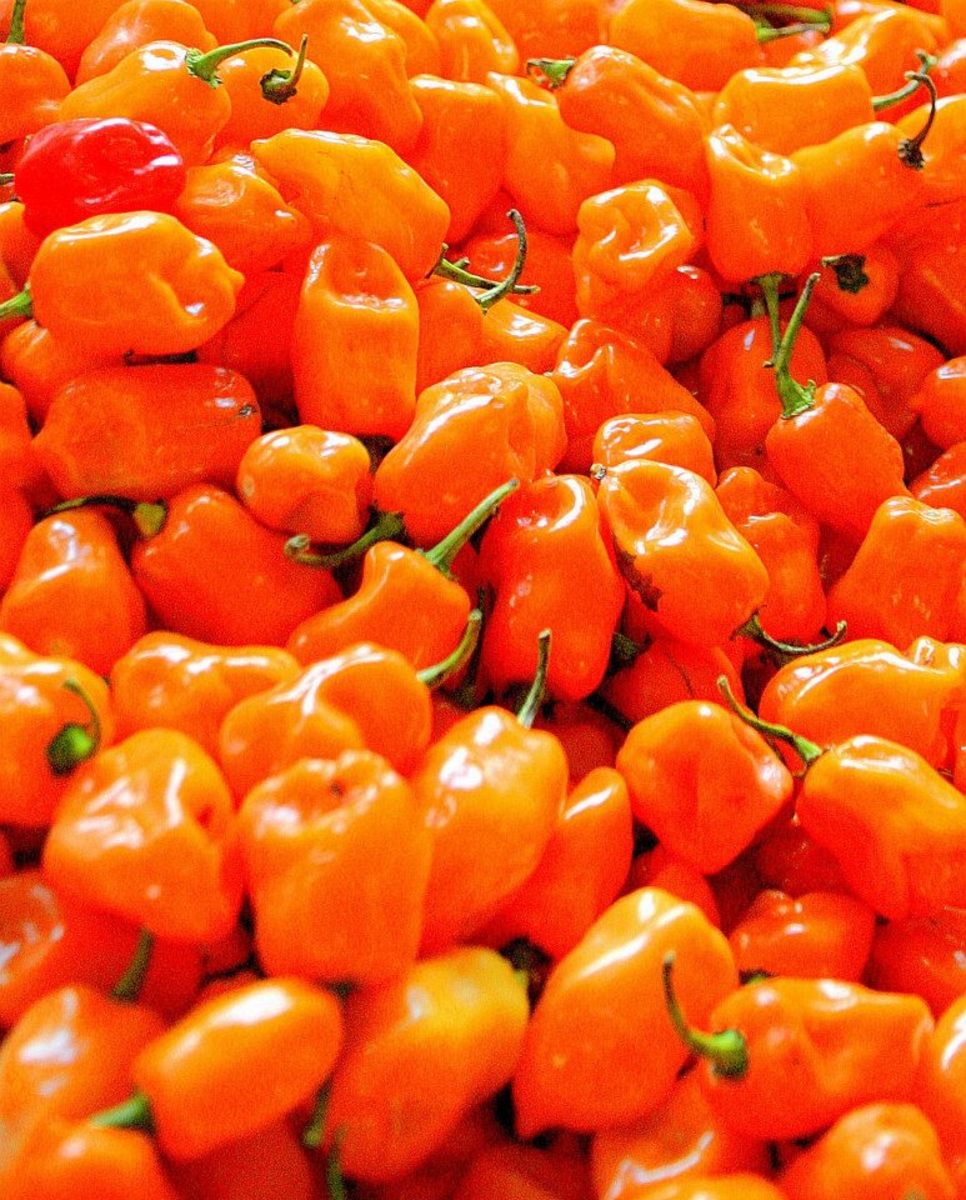 These Scotch Bonnet Peppers pack a lot of heat