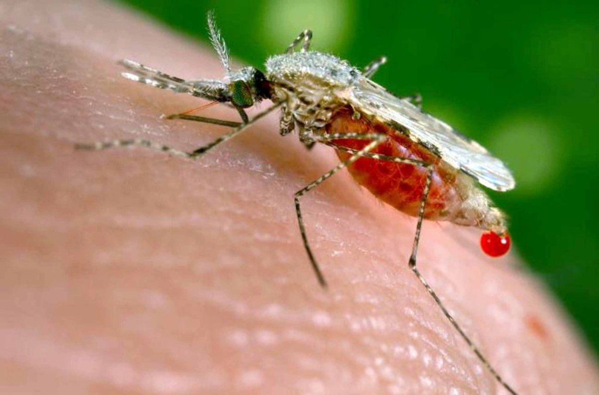 Some species of mosquitoes do what is called pre-urination, meaning they excrete a drop or two of freshly ingested blood without extracting the nourishing blood cells. They don't pre-urinate when they feed on nectar, just blood.