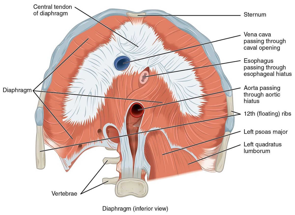 The diaphragm separates the thoracic cavity from the abdomen. It is responsible for controlling the singing tone.