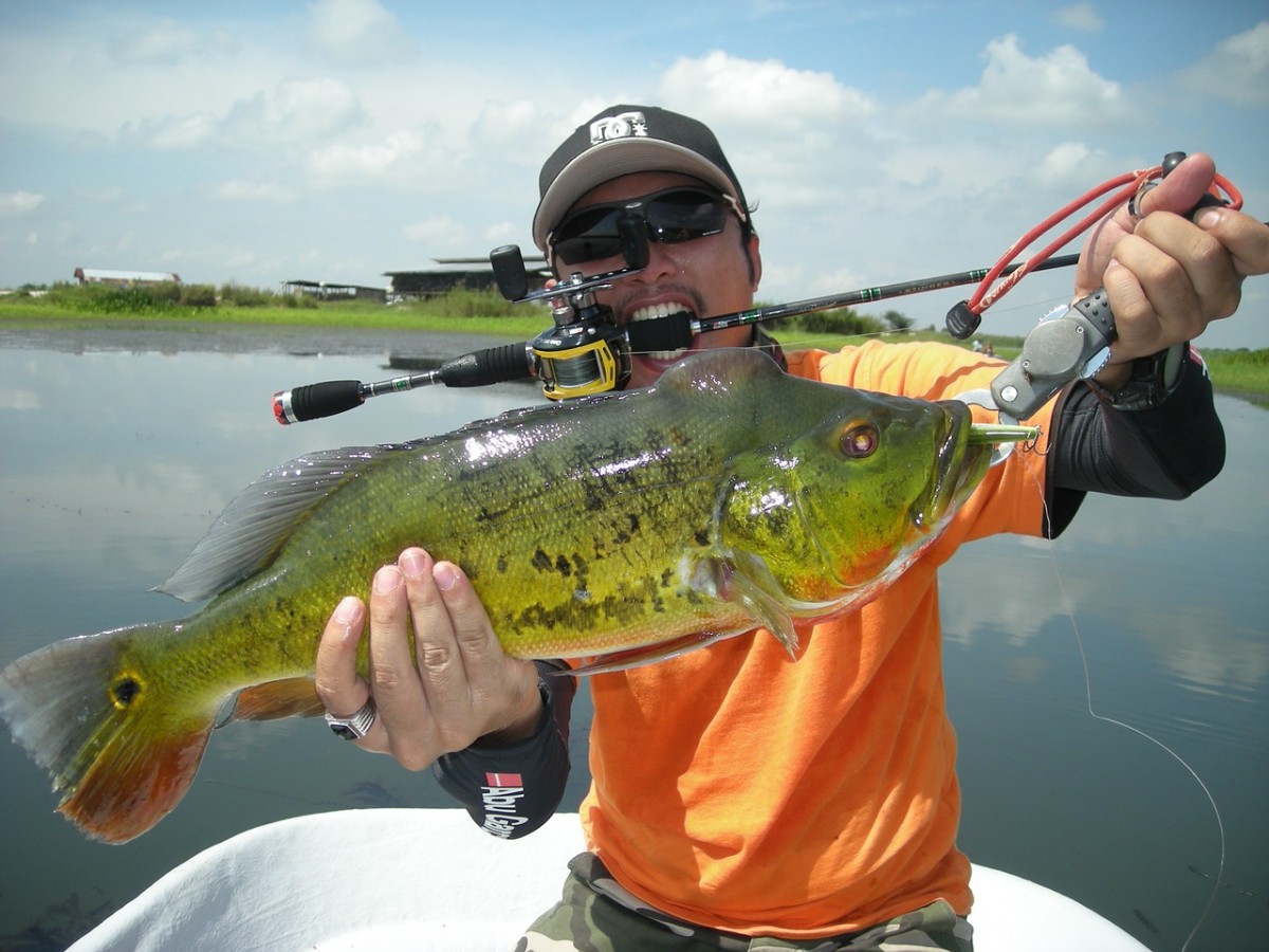 A beautiful peacock bass caught while fishing with a low-profile baitcasting reel.