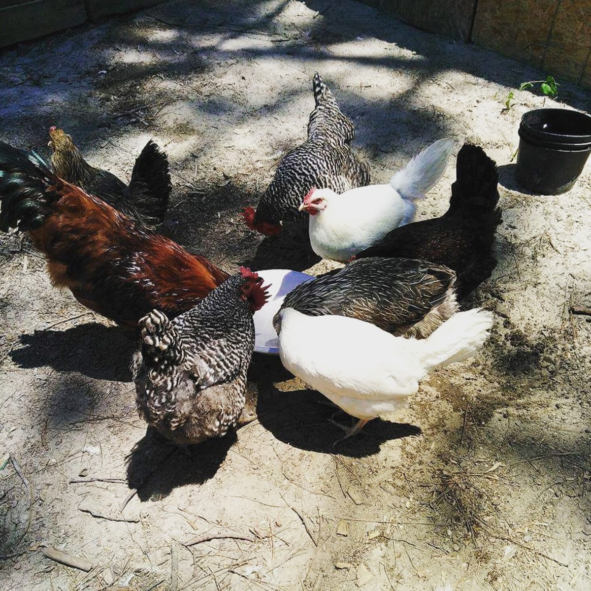 What chickens are best for a backyard flock?
