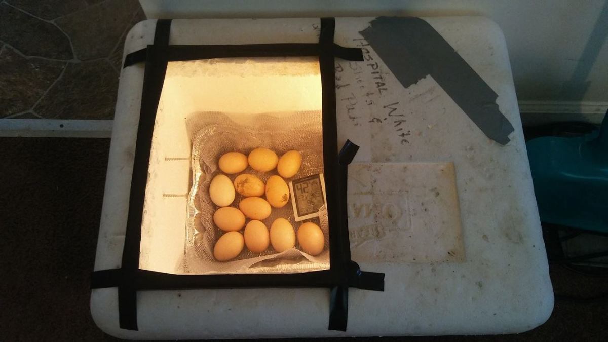 homemade incubator plans for puppies