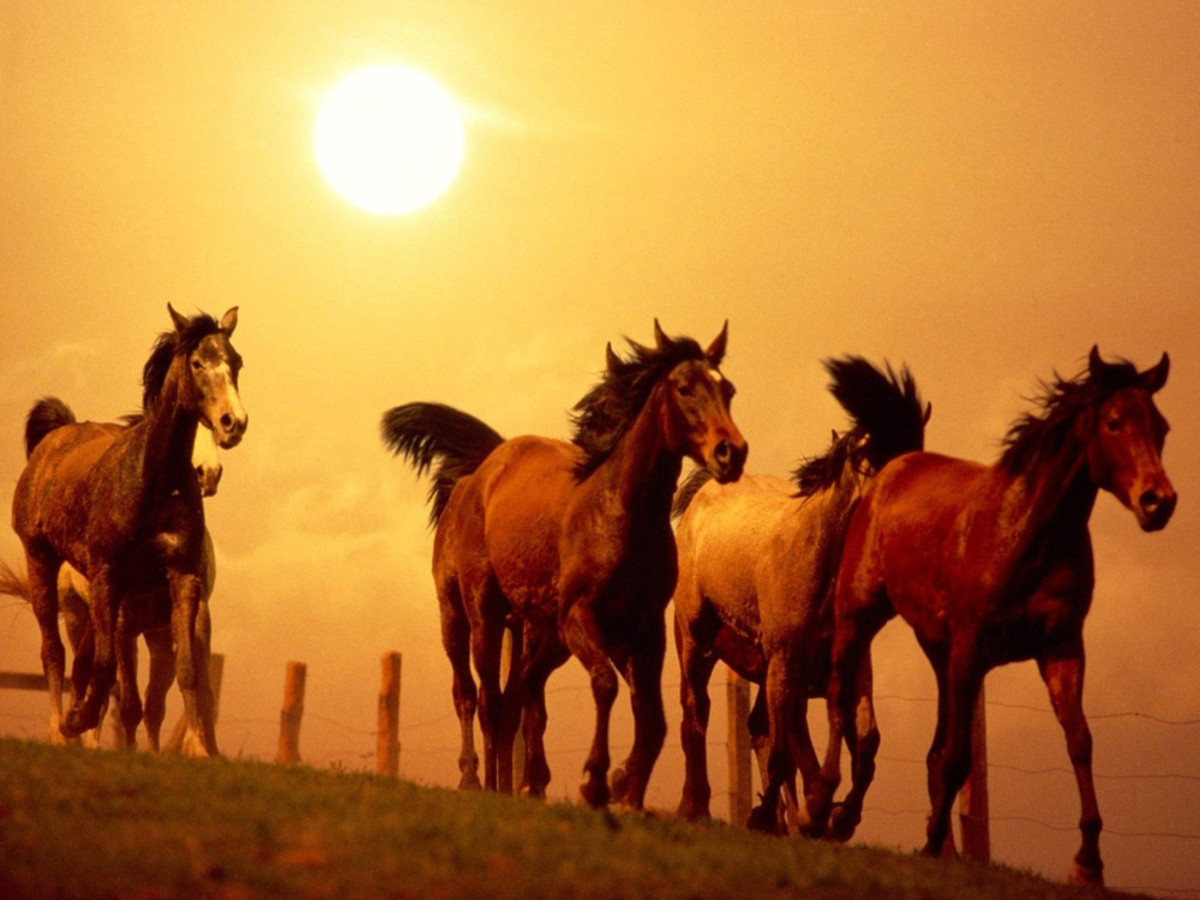 galloping-horses