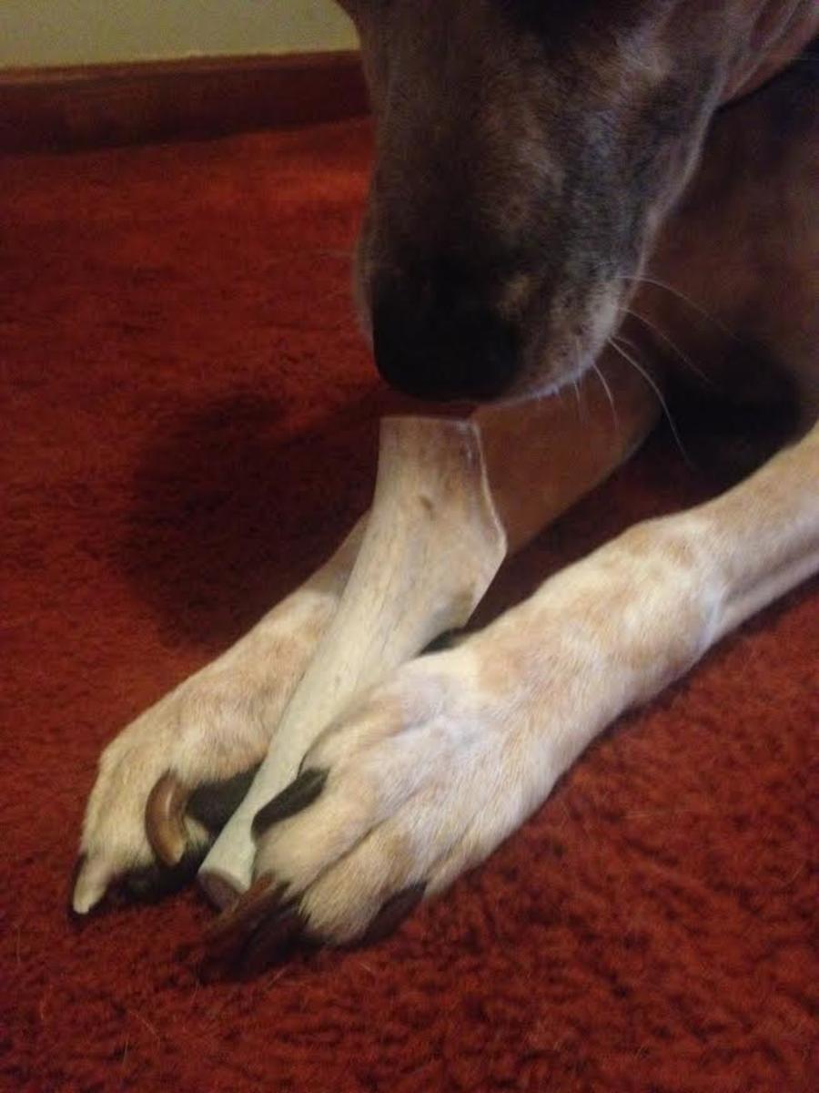 Review of Bullysticks Organic Deer Antler for Dogs: What Are the Benefits?