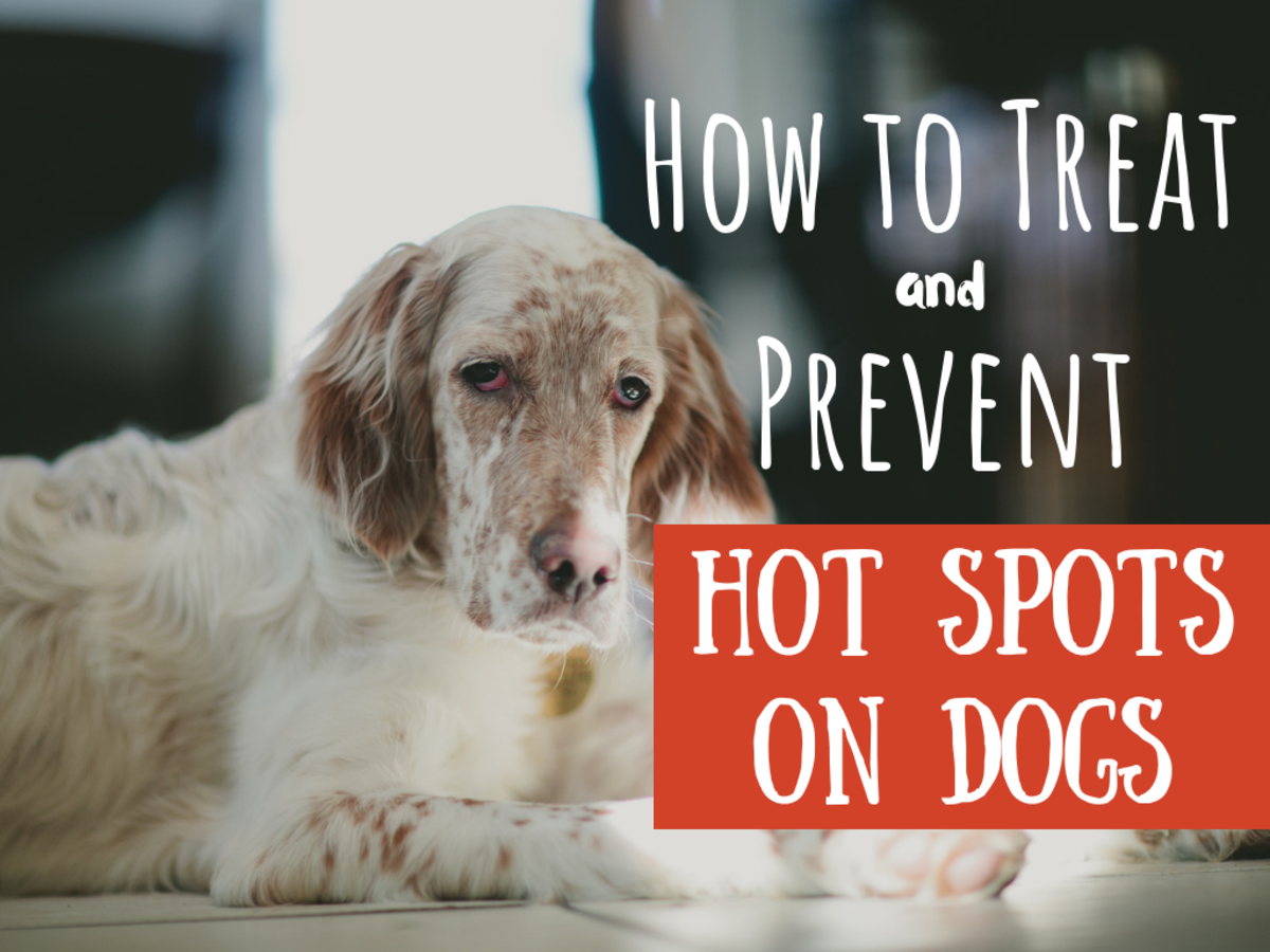 Your dogs hot spots should be treated even before going to the vet.