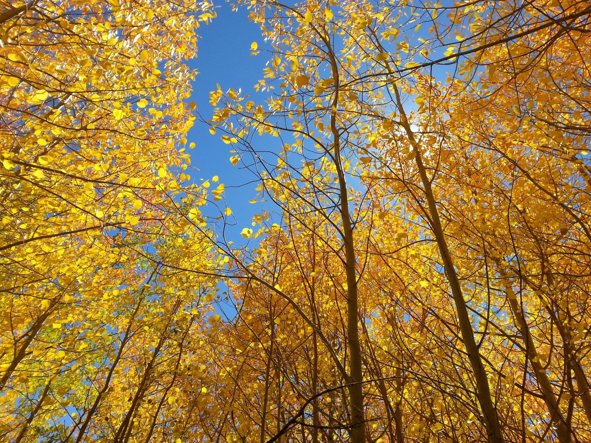 4 Seasons Winter Spring Fall