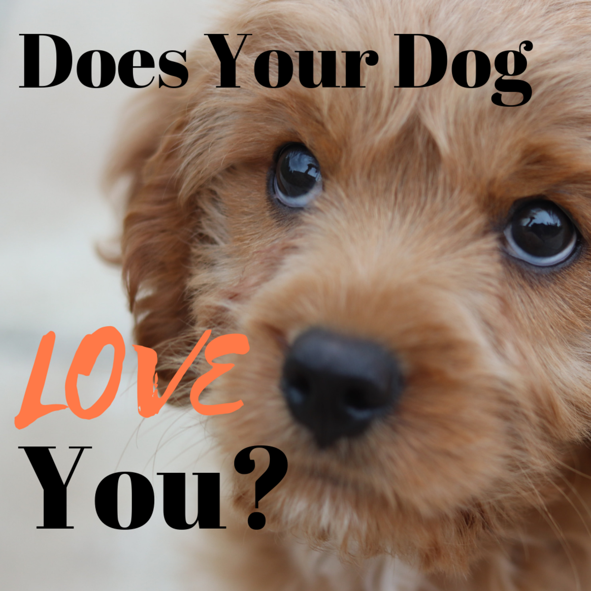 Let's be honest: we're all curious about whether our furry companions love us as much as we do them. 