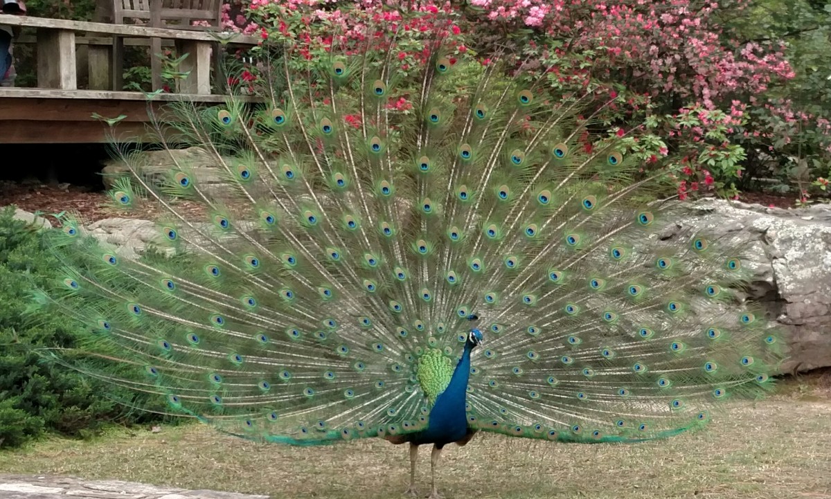 Peacocks are "different," but that's why we love them!