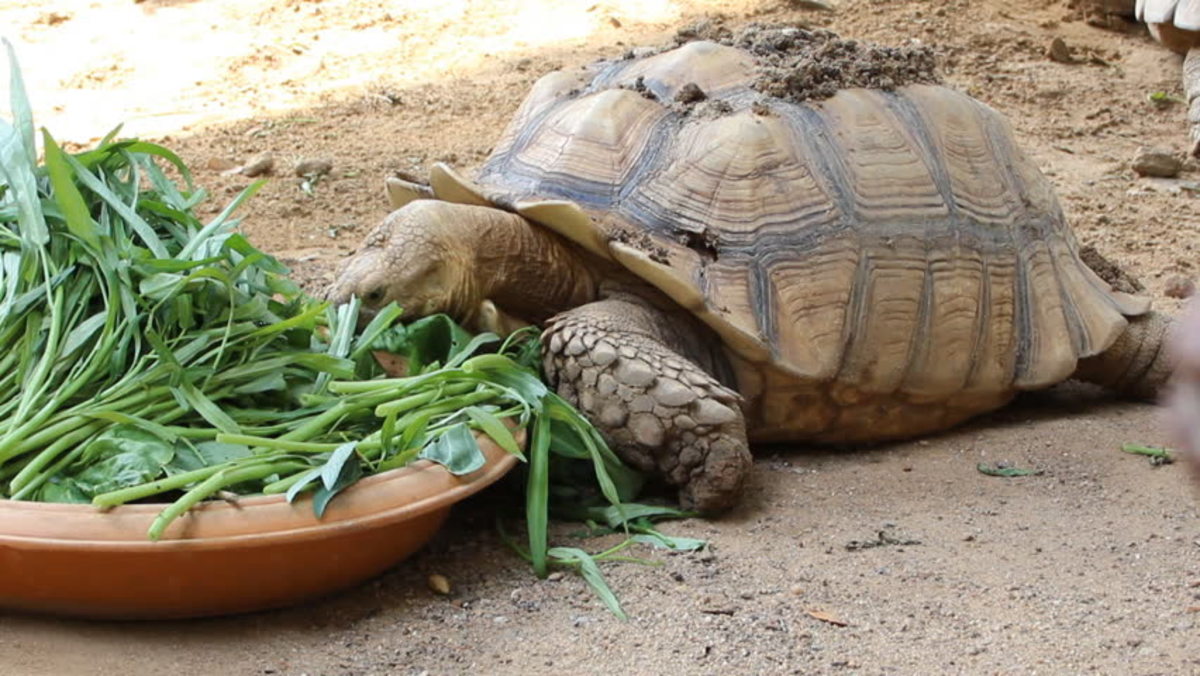 Qu Alimentar A Su Tortuga Sulcata Home Security