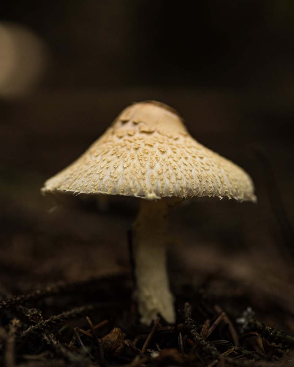 A fungus, usually mushrooms.