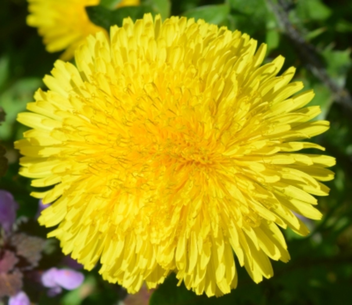 Dandelion is not just a weed anymore. Read about the health benefits of this flower and other herbs and plants below!