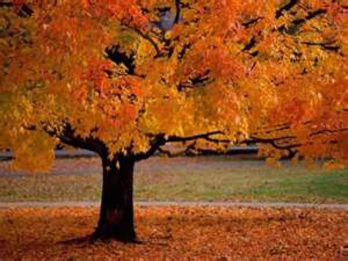 Autumn a Fall Poem