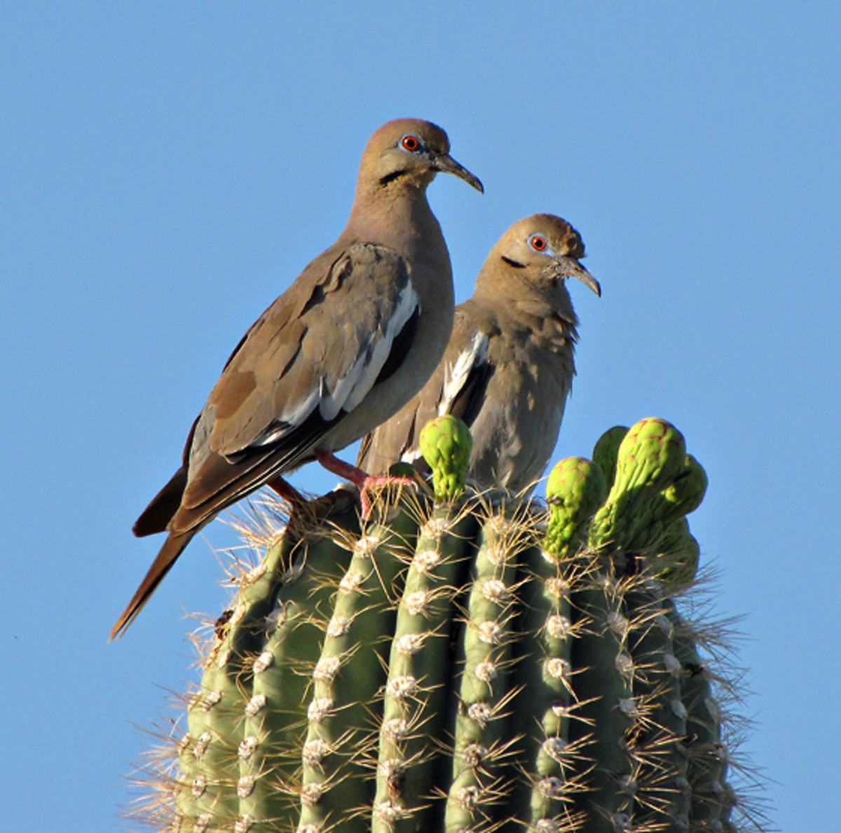 White-winged doves perching on on a cactus in Tucson, Arizona, USA