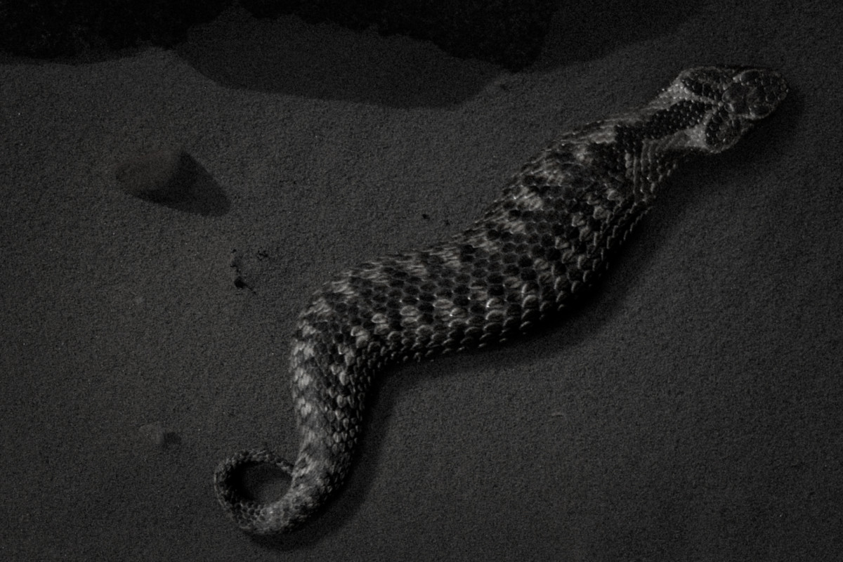 The mythical snake Tsuchinoko