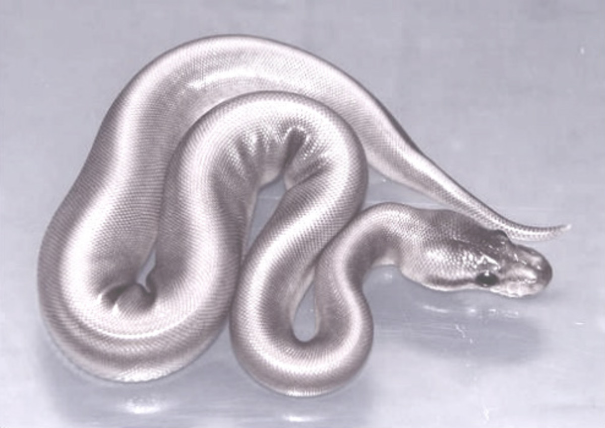 A silver snake
