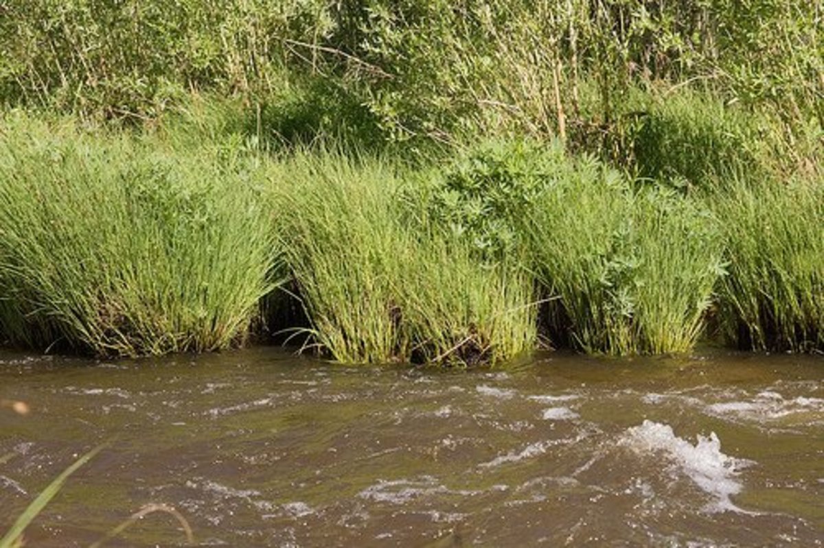 River bank obstructed by tall grass.