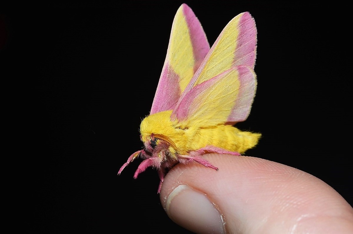 An unusual scene or item such as this pink and yellow rosy maple moth can provide writing ideas.