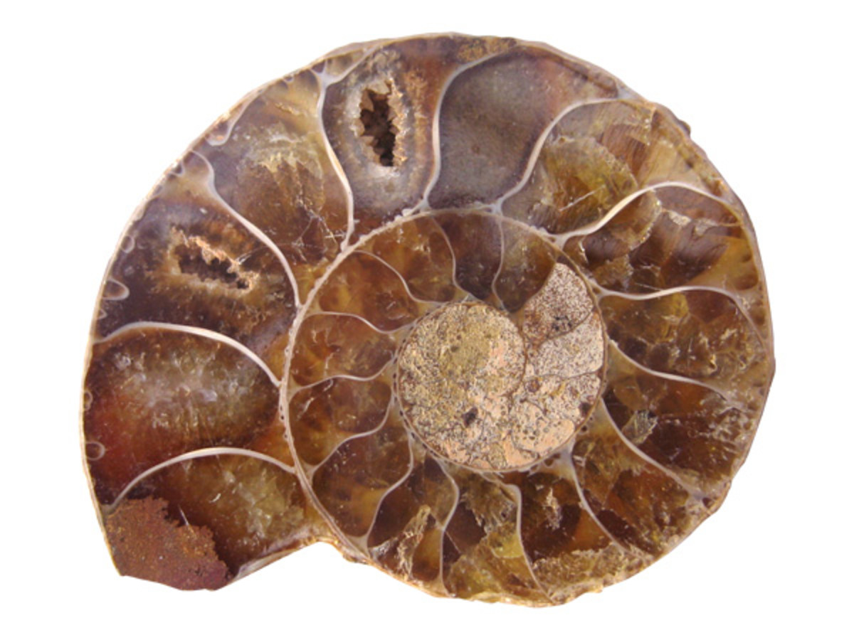 Ammonite containing agate.
