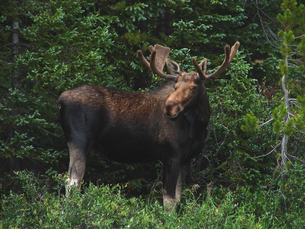 Alaska's state mammal is the moose. 