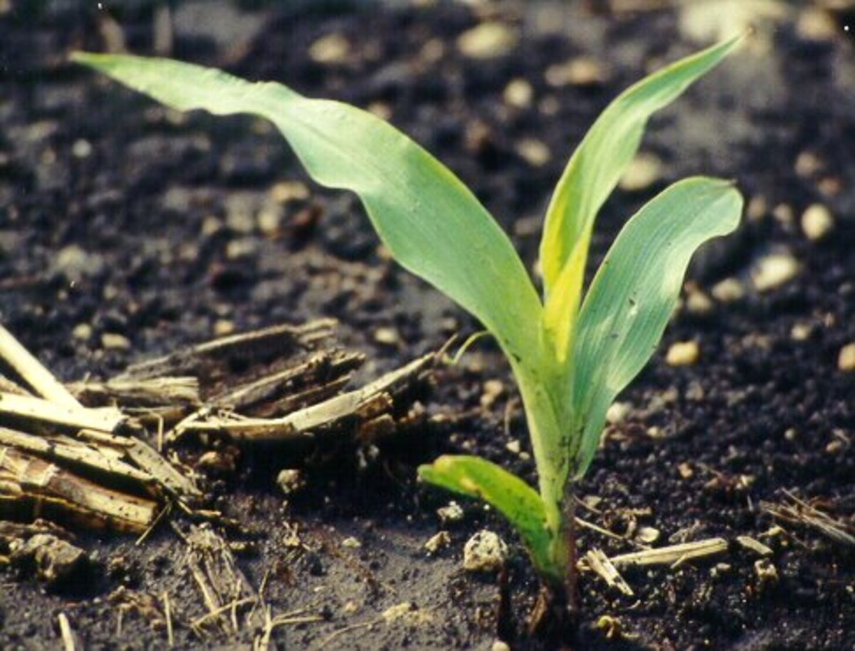A tender corn plant emerges