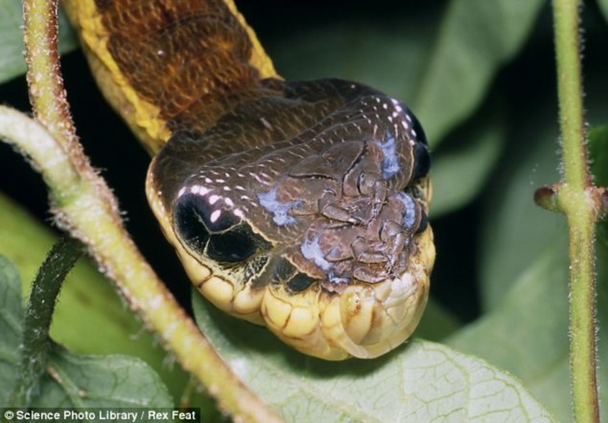 There's no denying that the elephant hawk-moth caterpillar bears an uncanny resemblance to a snake.  If disturbed, this caterpillar takes on the appearance of a threatening serpent.
