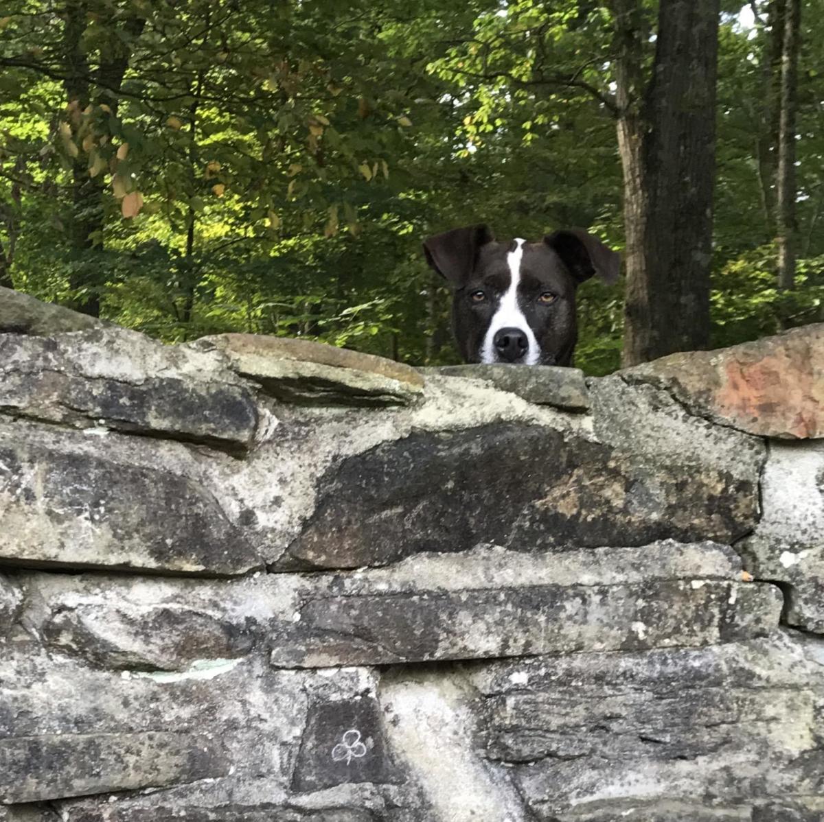 My hiking companion Versa peers over a stone wall near Clear Fork Gorge inside Mohican State Park.