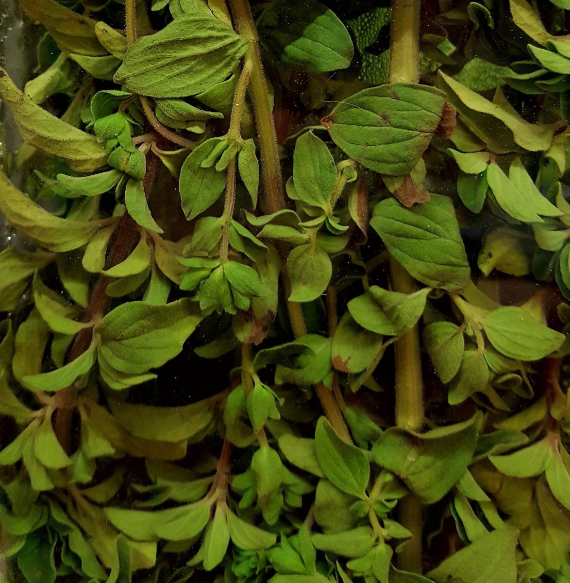 Fresh oregano leaves