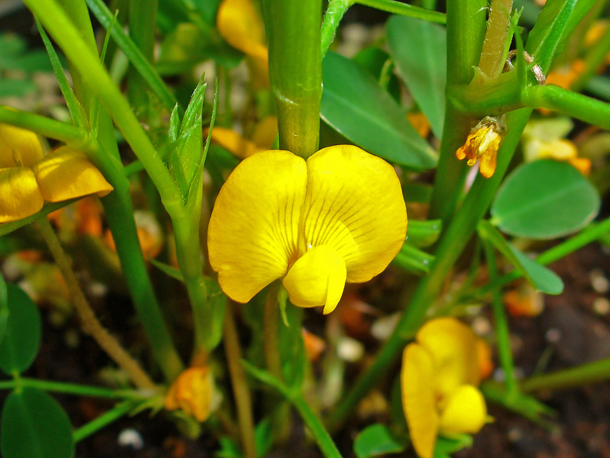 The Arachis Hypogaea is the plant where peanuts come from