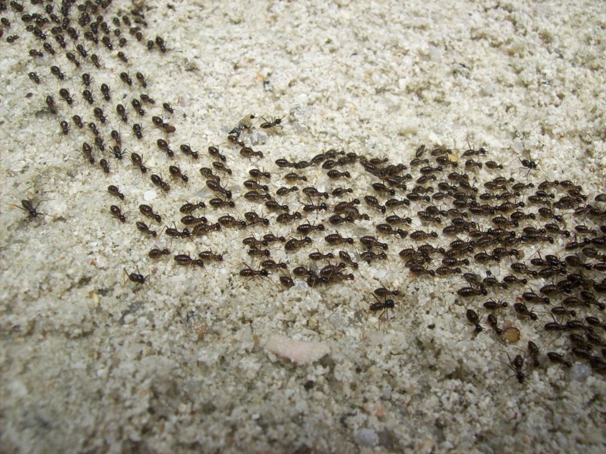 The March of Ants