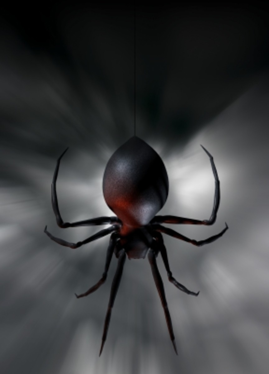 Redback Spider Bite: My Symptoms and Treatment - Patient's Lounge