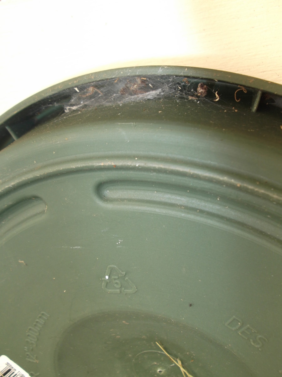 A classic hiding spot is under the lip of a pot or saucer. Careful when moving your pot plants.