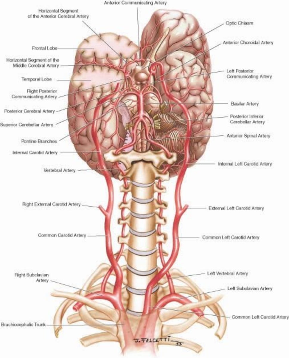 Анатомия г. Кровоснабжение головного мозга Неттер. Артерии анатомия человека шпаргалка. Кровоснабжение головного мозга анатомия Неттер. Контралатеральная артерия.