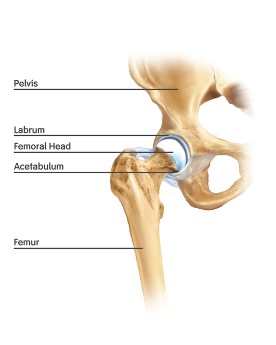 Basic Anatomy of the Hip: The femoral head fits inside the acetabulum to form a ball-and-socket type joint.