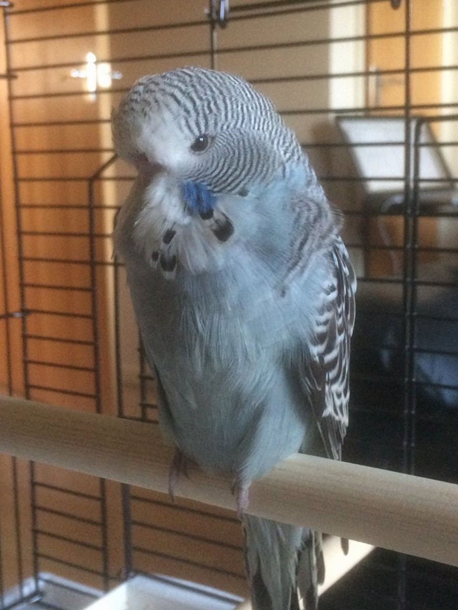 My wife's pet bird, Loki, a budgerigar and example subject of my irrational fear