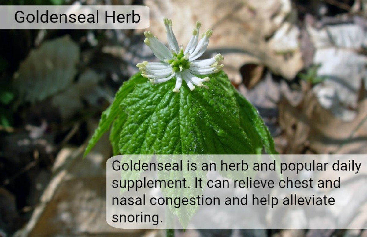 For an effective long term solution to snoring, try taking a daily Goldenseal supplement.