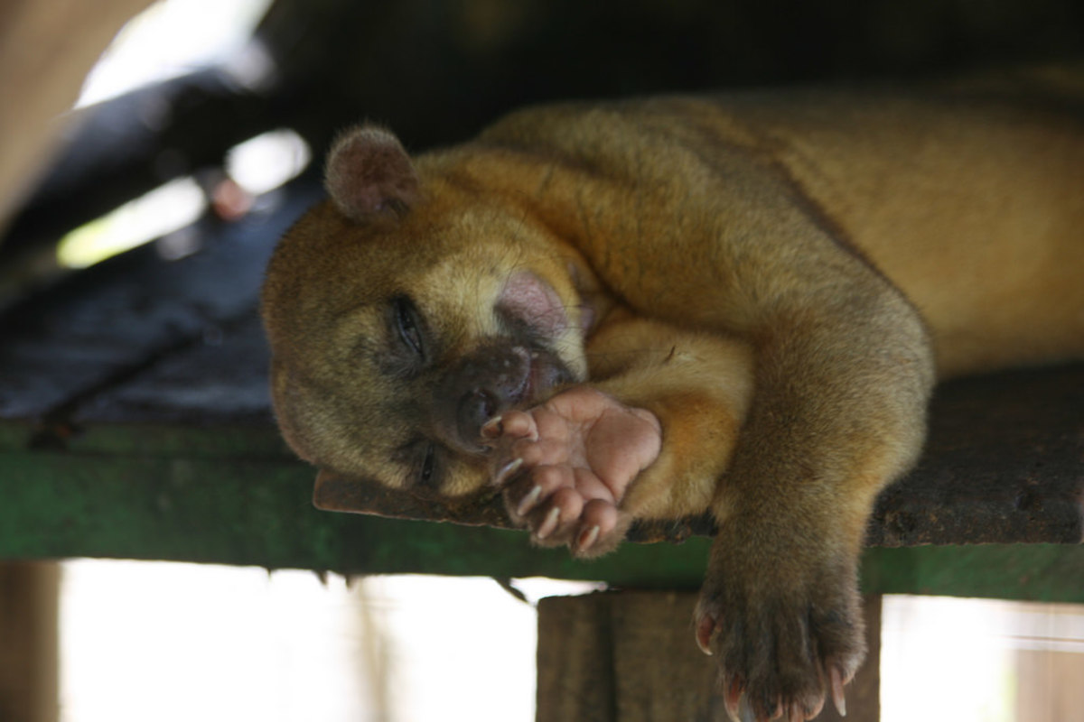 Speaking of cuddly exotic pets, a kinkajou can be very affectionate.