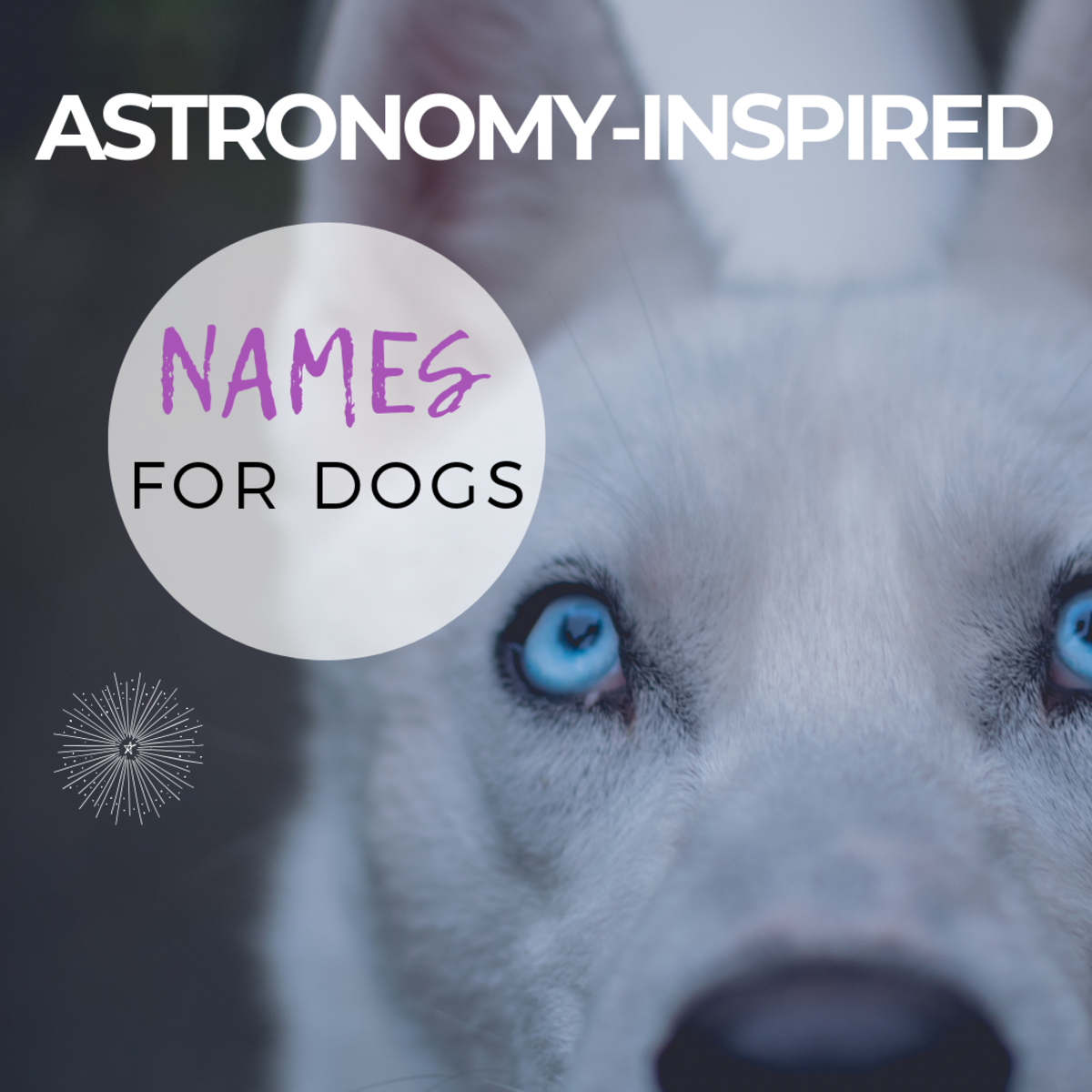 Unique Dog Name Meaning & Info - Drlogy