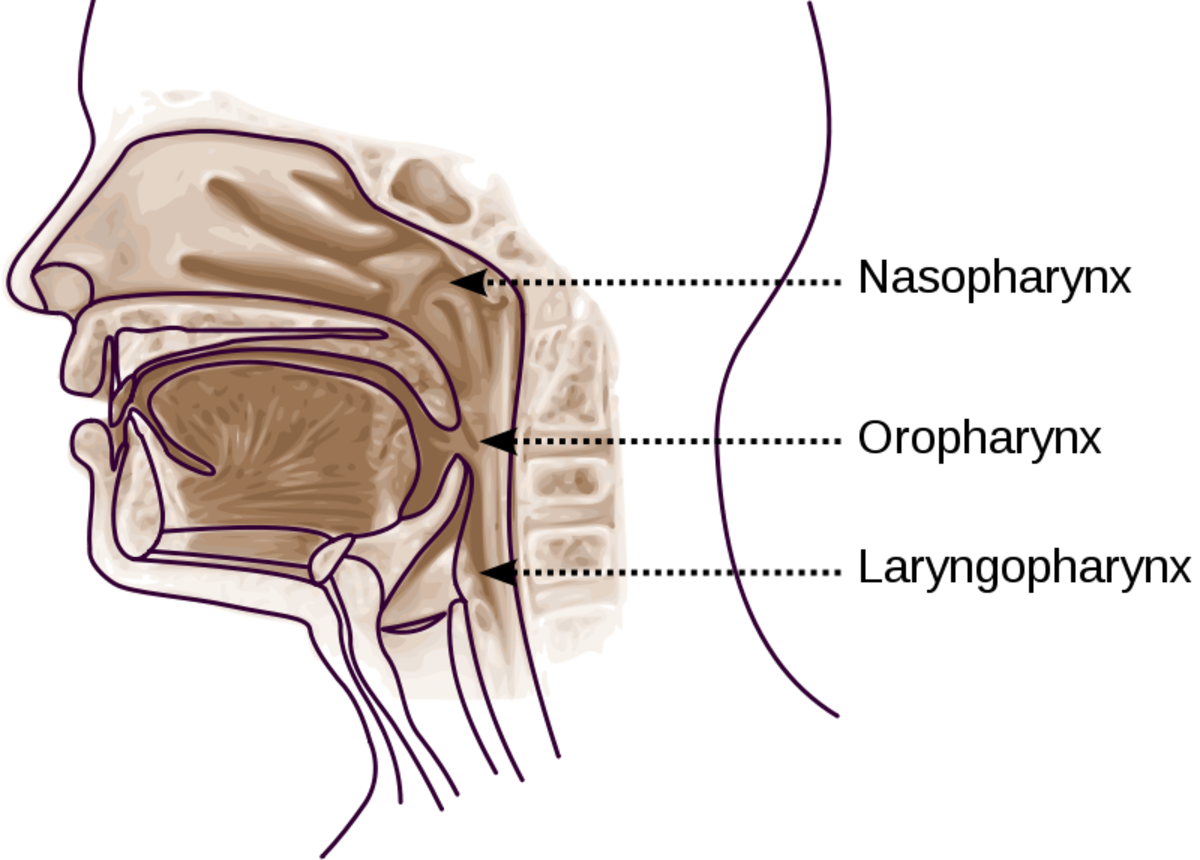 Nasal Irrigation Relieves My Sinus and Allergy Symptoms - Patient's Lounge