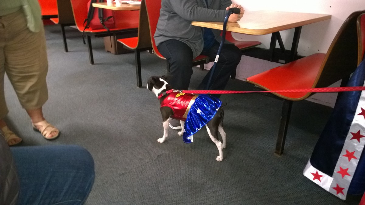 Bonnie, the Boston Terrier in her home-made Wonder Woman Costume at the local roller rink.