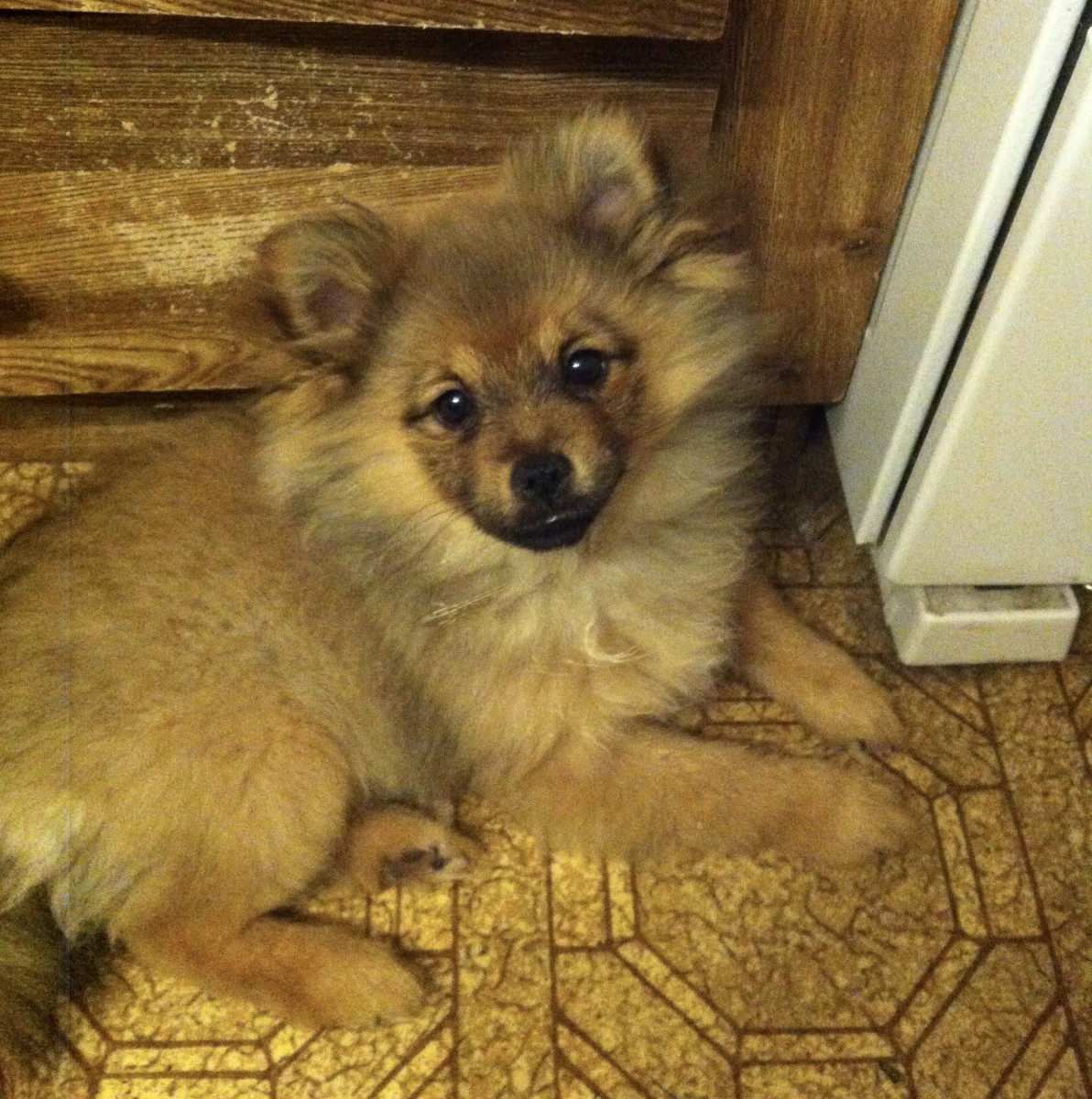 is it hard to take care of a pomeranian