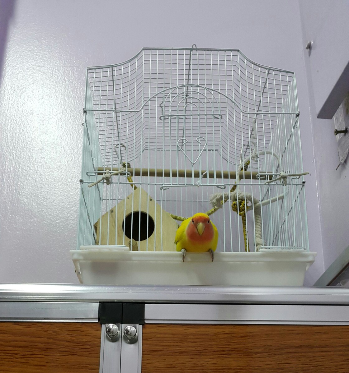 Lovebird Mumu waiting to jump out of his cage. 