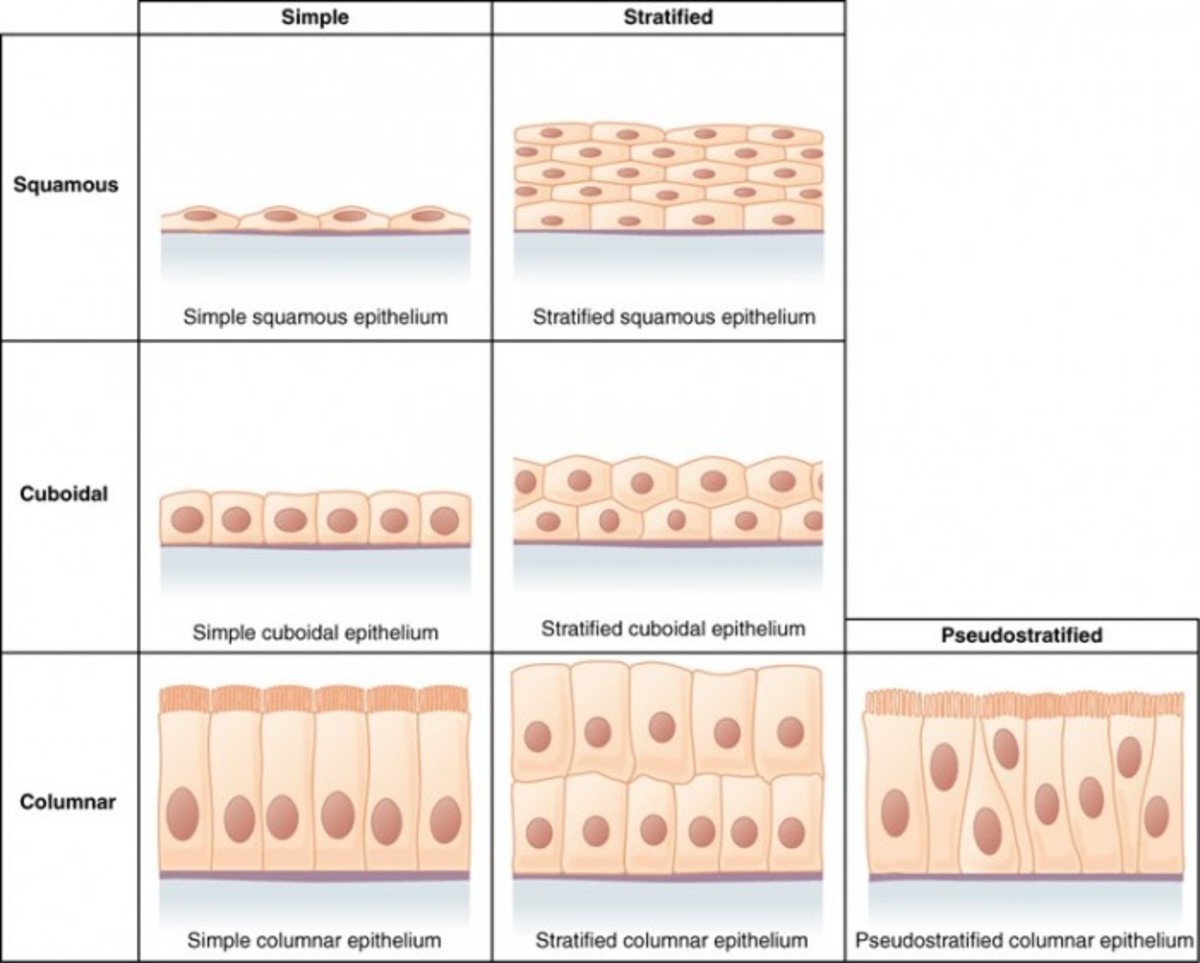 Epithelial Tissue Characteristics Types And Functions Owlcation