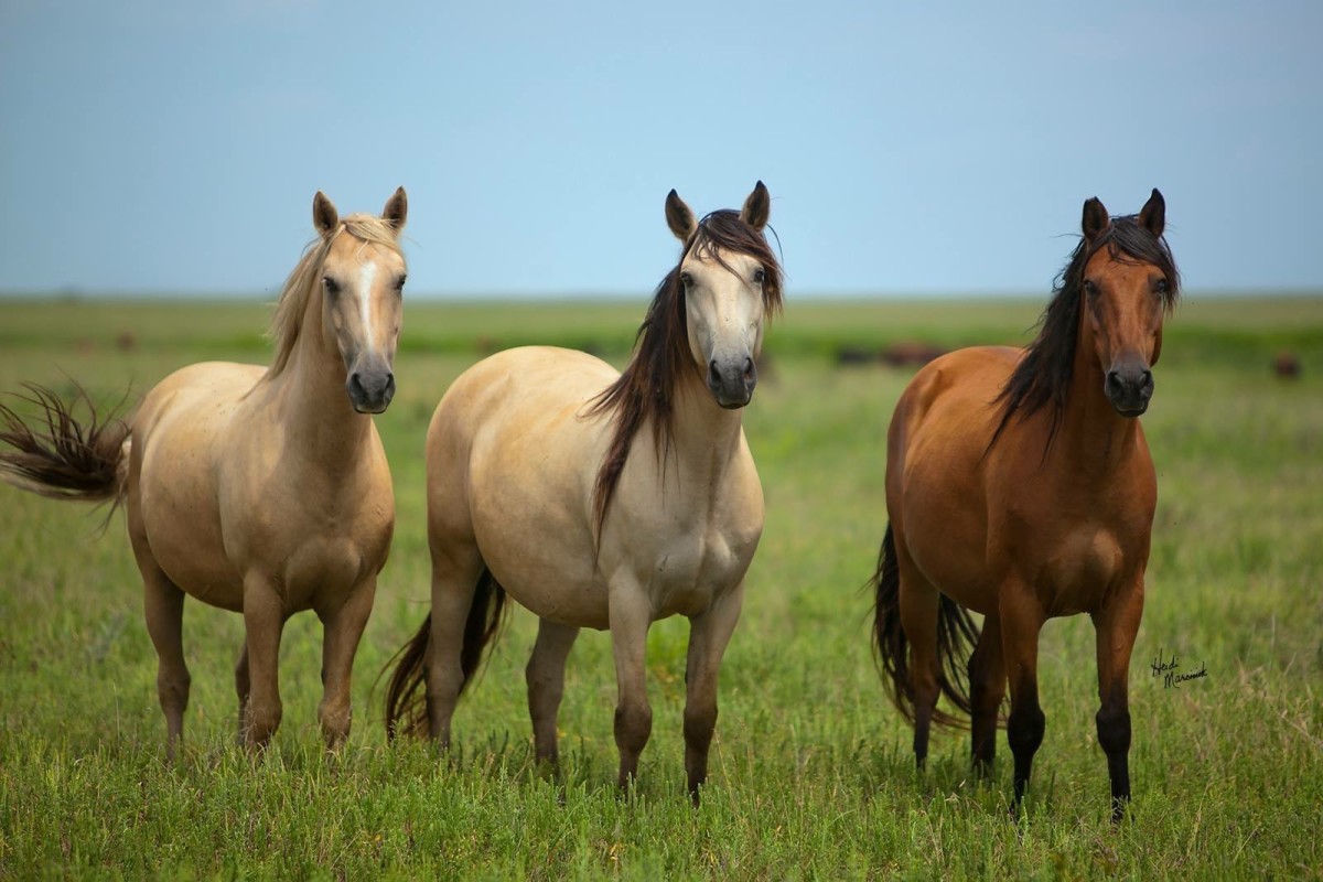 A variety of horses were still in Virginia