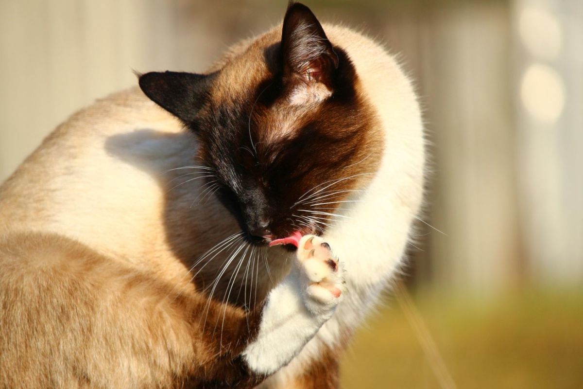 Personal grooming is an essential feline routine, but in excess it can lead to health issues.