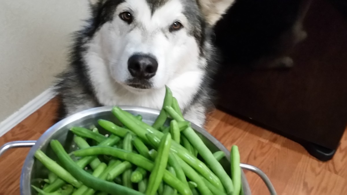 Do dogs and green beans go together?