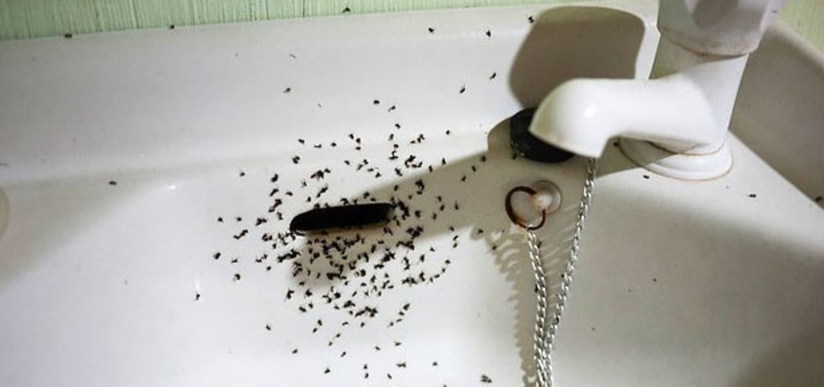 The Ants' Cost/Benefit Analysis of the Kitchen Sink